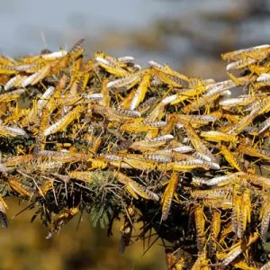 Plague amid Pandemic: Locusts have Arrived